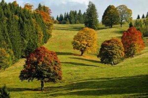 fall
